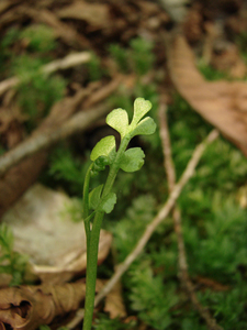 Photo By: Stephen M. Young. Photo taken: Onondaga County, NY on 31 May 2007
